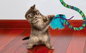 Top Cat Toys of 2025 – Tested &amp; Rated by Bronson the Cat