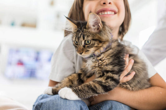 Why We Believe Cats Deserve More Than Just Products